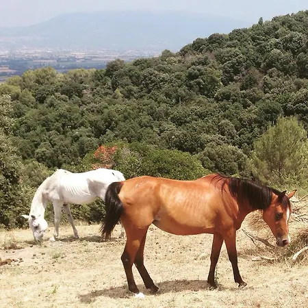 Poggio Dei Signorelli *