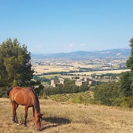 Poggio Dei Signorelli Apartmán